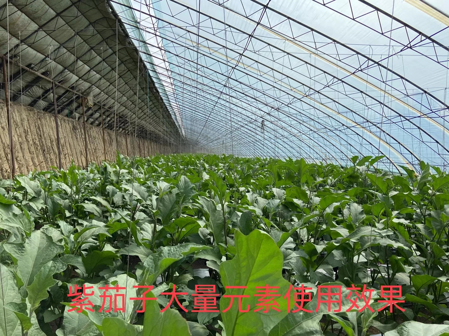 <a href=http://ynine.cn target=_blank class=infotextkey>上海立杉</a>水溶肥在北方暖棚茄子上的效果反饋1