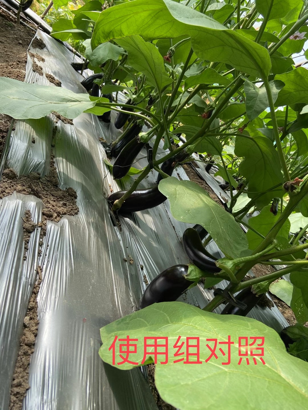 <a href=http://ynine.cn target=_blank class=infotextkey>上海立杉</a>水溶肥在北方暖棚茄子上的效果反饋5