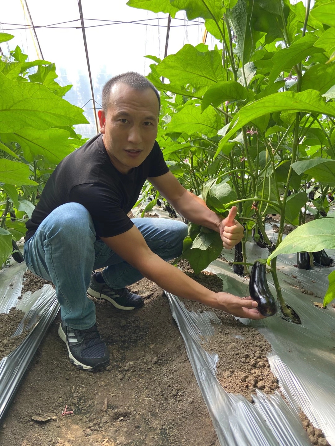 <a href=http://ynine.cn target=_blank class=infotextkey>上海立杉</a>水溶肥在北方暖棚茄子上的效果反饋6