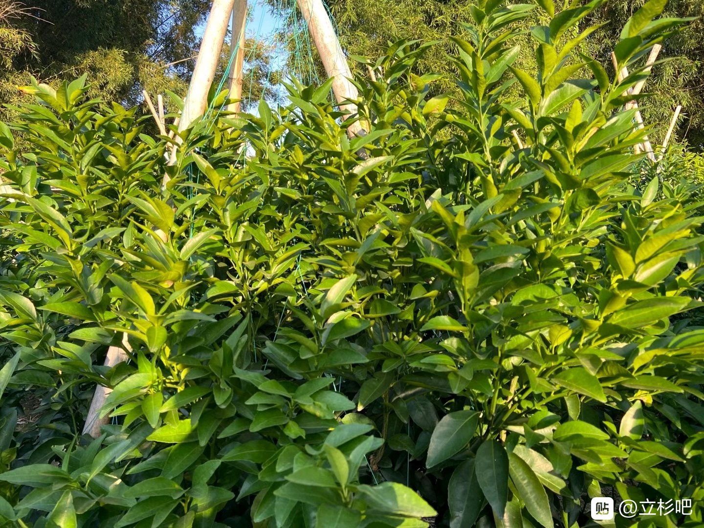 立杉炭基肥在柑橘上的應(yīng)用效果